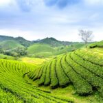 Forest Storage Carbon Market