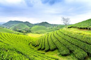 Forest Storage Carbon Market